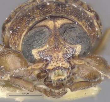 Media type: image;   Entomology 24943 Aspect: head frontal view